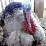 Найбільший бик у світі вага, скільки важить величезний великий і важкий бик, величезний бик з України величезний
