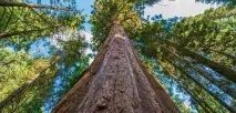 Найвище дерево у світі фото, де знаходиться і як називається фото