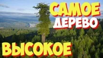 Найвище дерево у світі фото, де знаходиться і як називається дерево