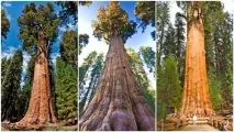 Найвище дерево у світі фото, де знаходиться і як називається фото