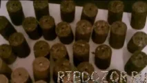 Збір та заготівля лікарської сировини лисички заготівля