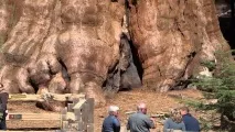 Найбільше дерево у світі дерево