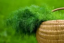 Насіння кропу користь або шкода здоров’ю насіння