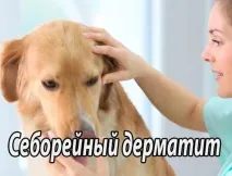 Себорея кішок та собак, себорейний дерматит себорейний