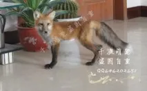 шокуючі