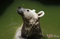 сидить