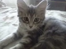 шишки