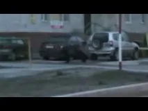 ведмідь