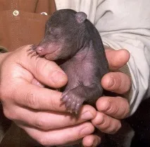березі