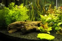 Синьо зелені, бурі, чорні діатомові водорості в акваріумі. бурі