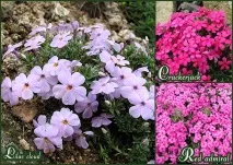 Сорту флоксів з фото та назвою флоксів