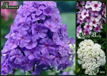 Сорту флоксів з фото та назвою сорту