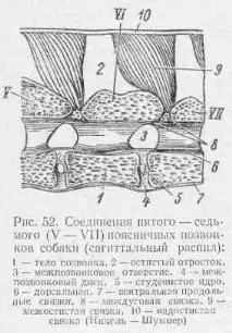 З’єднання хребців між собою собою