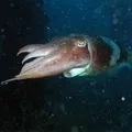 маскою