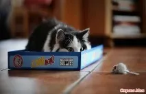 Котів не любить тільки той, хто ще не зустрів СВОЮ кішку котів