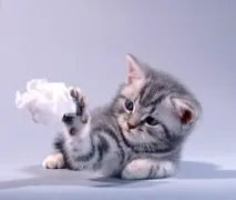 Кошеня в перші тижні життя кошеня