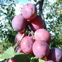 Сучасні сорти сливи та аличі сливи