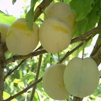 Сучасні сорти сливи та аличі сливи