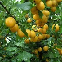 Сучасні сорти сливи та аличі сучасні