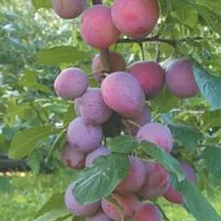 Сучасні сорти сливи та аличі сливи