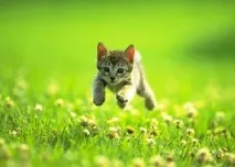 Статуси про котів статуси