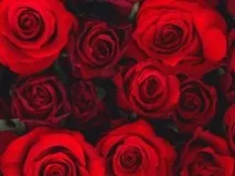 Вірші про червоний колір - Сайт для мам малюків червоний