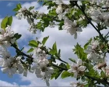 Вірші про весну весну