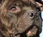 Страхування собак в Україні собак