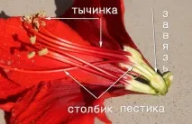 квітникарів