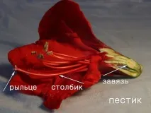 флора