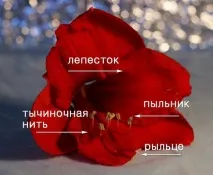 квітки