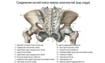 Зв’язки крижів (крижово-бугорна, крижово-остистий, крижово-клубовий, крижово-маточні) крижово-остистий