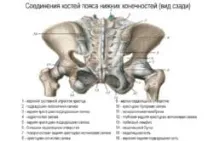 Зв’язки крижів (крижово-бугорна, крижово-остистий, крижово-клубовий, крижово-маточні) крижів