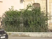 обухівської