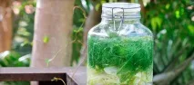 Укропная вода для новонароджених (від кольків і запорів) інструкція по застосуванню і як кольків