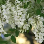 Відень на ногах лікування способи та народні засоби лікування