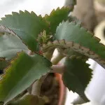 Відень на ногах лікування способи та народні засоби лікування