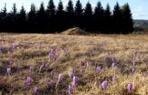Велинград джерела, лікування, ціни, готелі, що подивитися джерела
