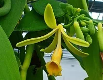 Vanilla fragrans Вікі Vanilla