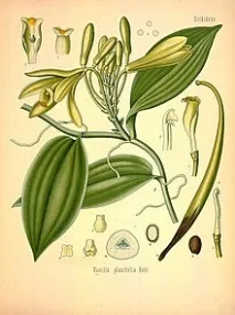 Vanilla fragrans Вікі fragrans
