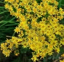 crosswort