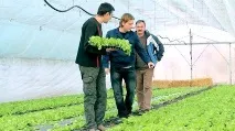Вирощування салату в теплиці взимку відео-інструкція як вирощувати своїми руками, як садити, салату