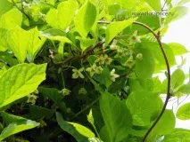 Вибір та посадка ліан для вертикального оформлення саду посадка