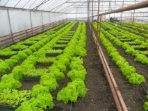 Вирощування салату в теплиці взимку відео-інструкція як вирощувати своїми руками, як садити, взимку