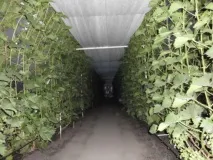 Вирощування винограду з живців, фото вирощування