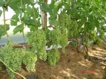 Вирощування винограду з живців, фото живців