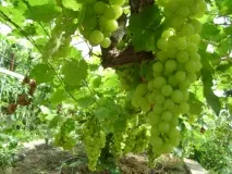 Вирощування винограду з живців, фото винограду