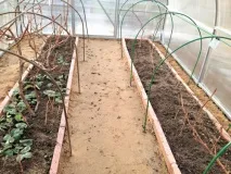 Вирощування винограду з живців, фото винограду