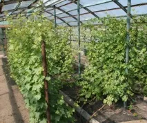 Вирощування винограду з живців, фото вирощування