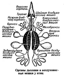 показники